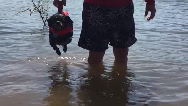 Black dog paddling above lake water