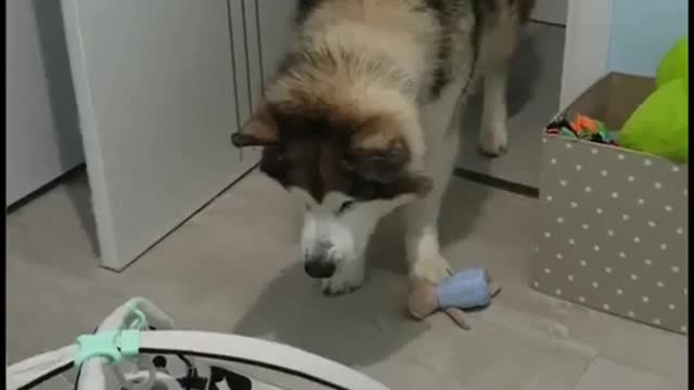 Baby has adorable reaction to new puppy addition