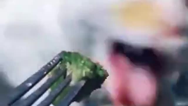 Tiktok Funny Cat
