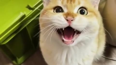 Amazing Cute Funny Cat 🐈