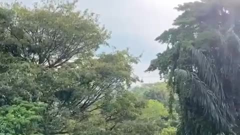 Greenery from Mount Faber