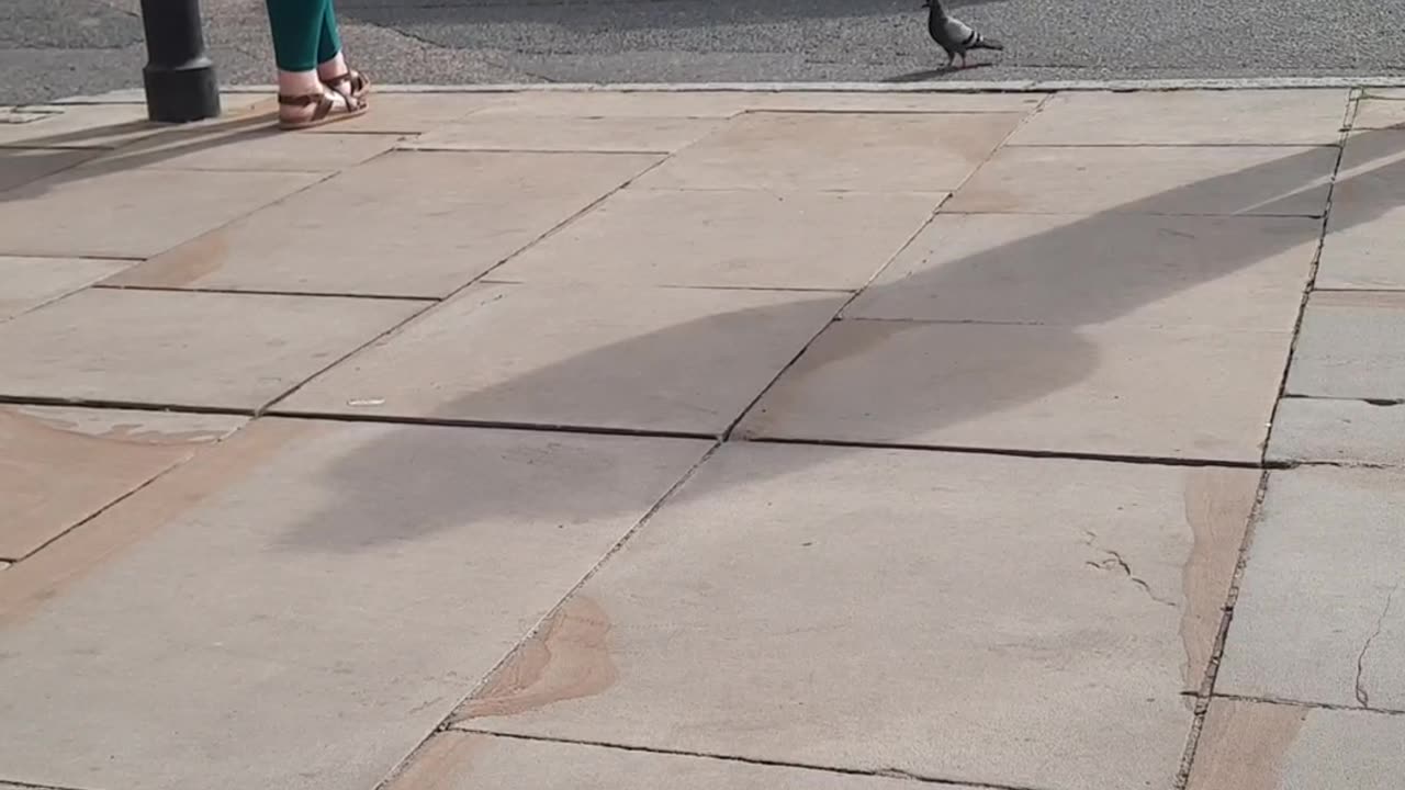 Pigeon walk