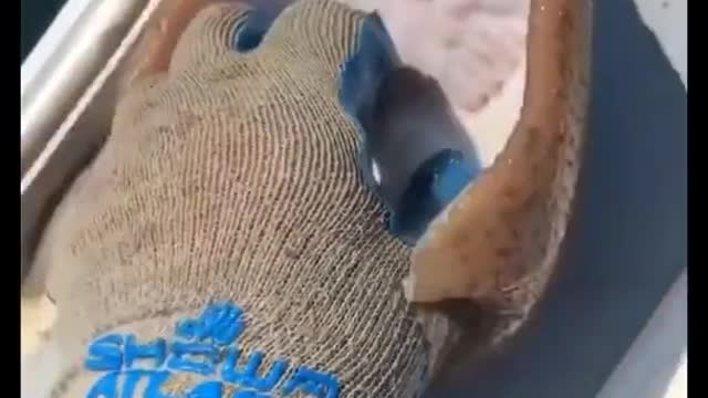 Tickling a Sting Ray- Cutest Ever