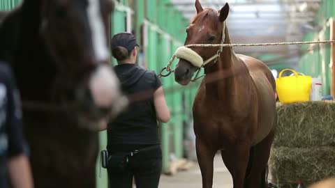 The grooms and jockeys are preparing horses for the races. Stables Equestrian Centre Bitsa