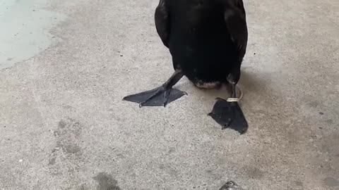 This duck has a big appetite