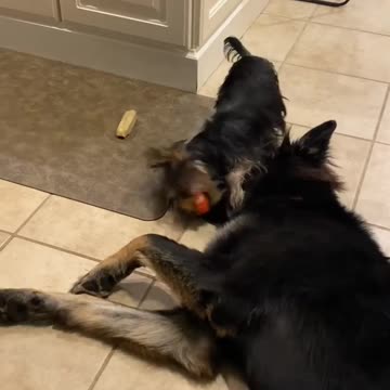 Tiny Yorkie plays with his big dog brother