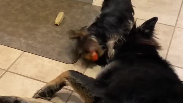 Tiny Yorkie plays with his big dog brother