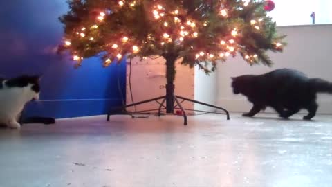 Bad Cat vs Good Cat