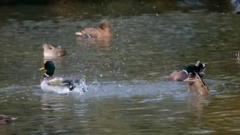 Have a Quick Bath Like Duck