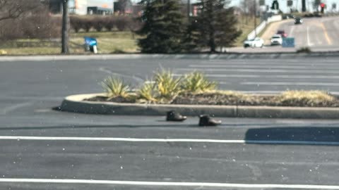 Strange! Did Someone Forget Their Shose