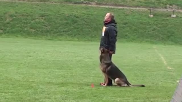 Best trained Jerman shaferd Dog