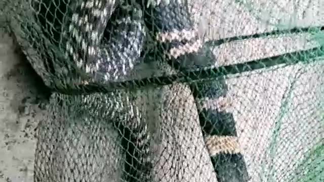 2 big snake in fishing net