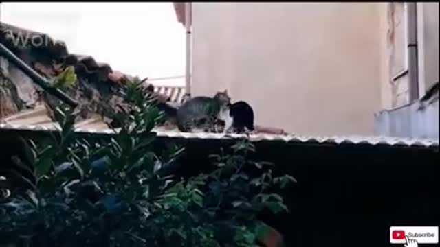 Real Cat Fights | Greatest of All Time - Full Compilation