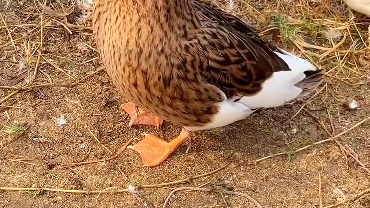 Cute duck 🦆