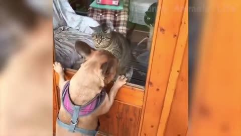 Funniest Dogs and Cats - Awesome Funny Pet Animals Videos ep 01