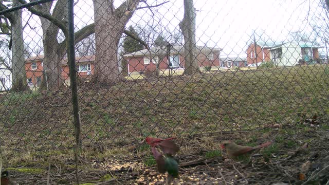 Cardinals, Sparrow, and a Dove Oh My