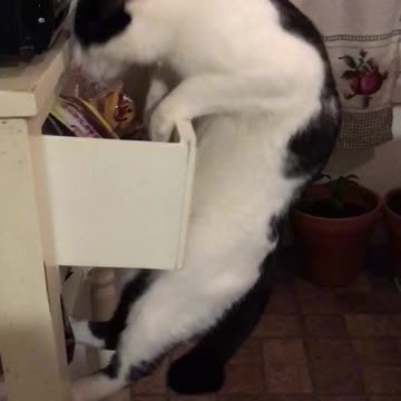 Clever Cat Steals Fortune Cookie From Closed Drawer