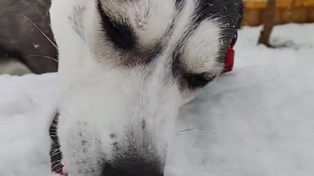 Dog in the snow