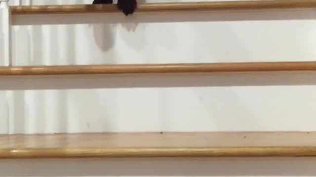 Black dog trying to climb down wooden stairs fails at the end