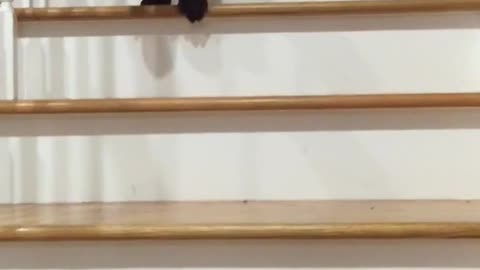 Black dog trying to climb down wooden stairs fails at the end