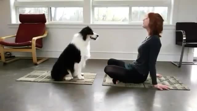 Dog the Best Yoga Teacher Ever