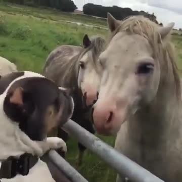 Give me kisses ... !!