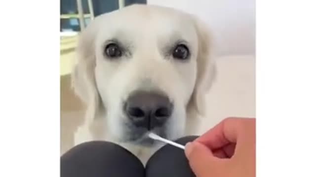 Ultimate Baby Dogs - Cute And Funny Dog Videos Compilation #shorts