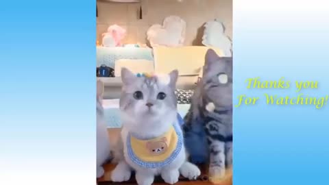 Cute Cats and Funny Dogs Videos Compilation 2021