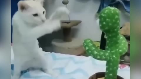 Fun Animal Videos Of The Day 😂😂