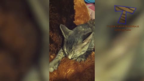 CATS will make you LAUGH || YOUR HEAD OFF - Funny CAT compilation