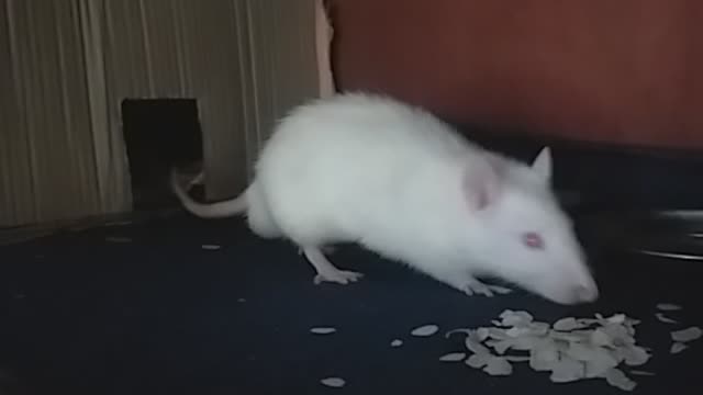 White mouse_eating_food_hee_is_very_hungry