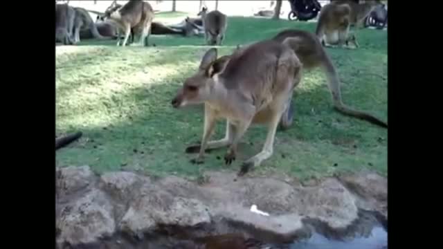 Baby Kangaroos & Joeys - CUTEST Compilation