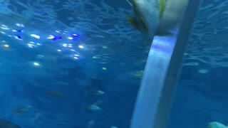 Stunning Sea Animals at Georgia Aquarium