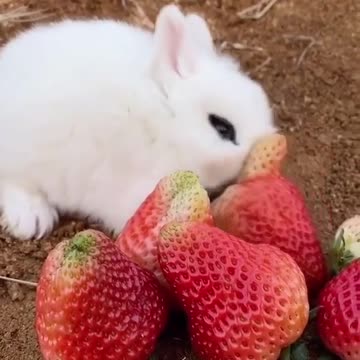 This Cute Little Rabbit Eating Strawberry Is One Of The Cutest Videos You Will Ever See.