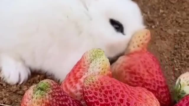 This Cute Little Rabbit Eating Strawberry Is One Of The Cutest Videos You Will Ever See.