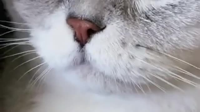 Cute Cats and Funny Animals Compilation 😹 Try Not To Laugh Challenge 💚 Cute Cat Land