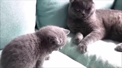 funny cats