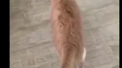 animal funny