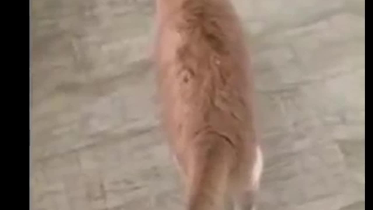 animal funny