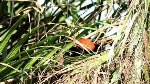 Bird walking through dry grass - With great music