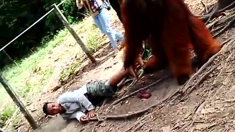 Orangutans approach zoo visitors