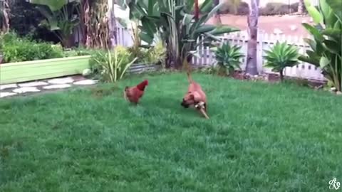 Animals That Laughed your Skirts Out
