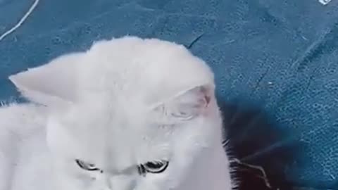 Funny Tiktok Cat Video - #SHORTS