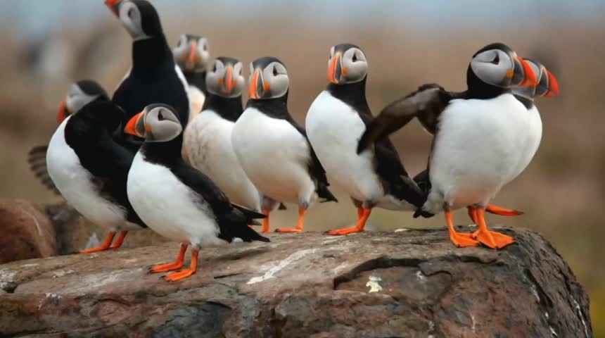 Beautiful nature, swimming and diving puffins!