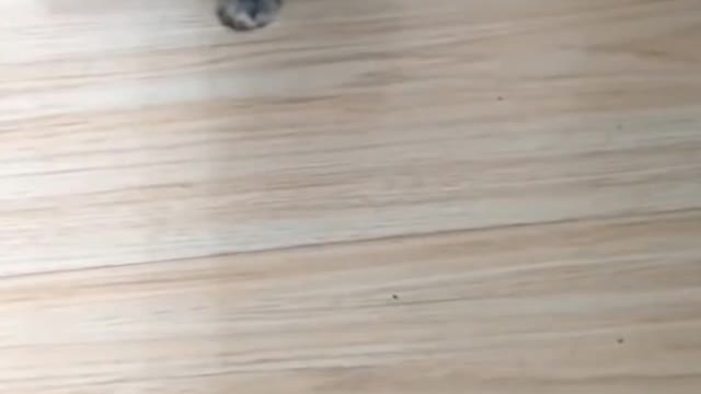 Cute kittens 🥰