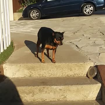 Is this Dog lazy or smart