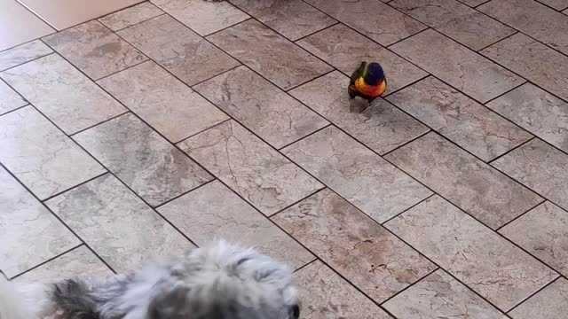 Bossy Bird Chases Pup