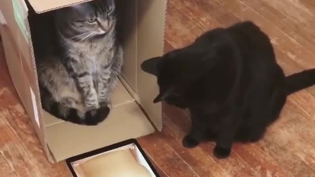 new funny cat video 2020