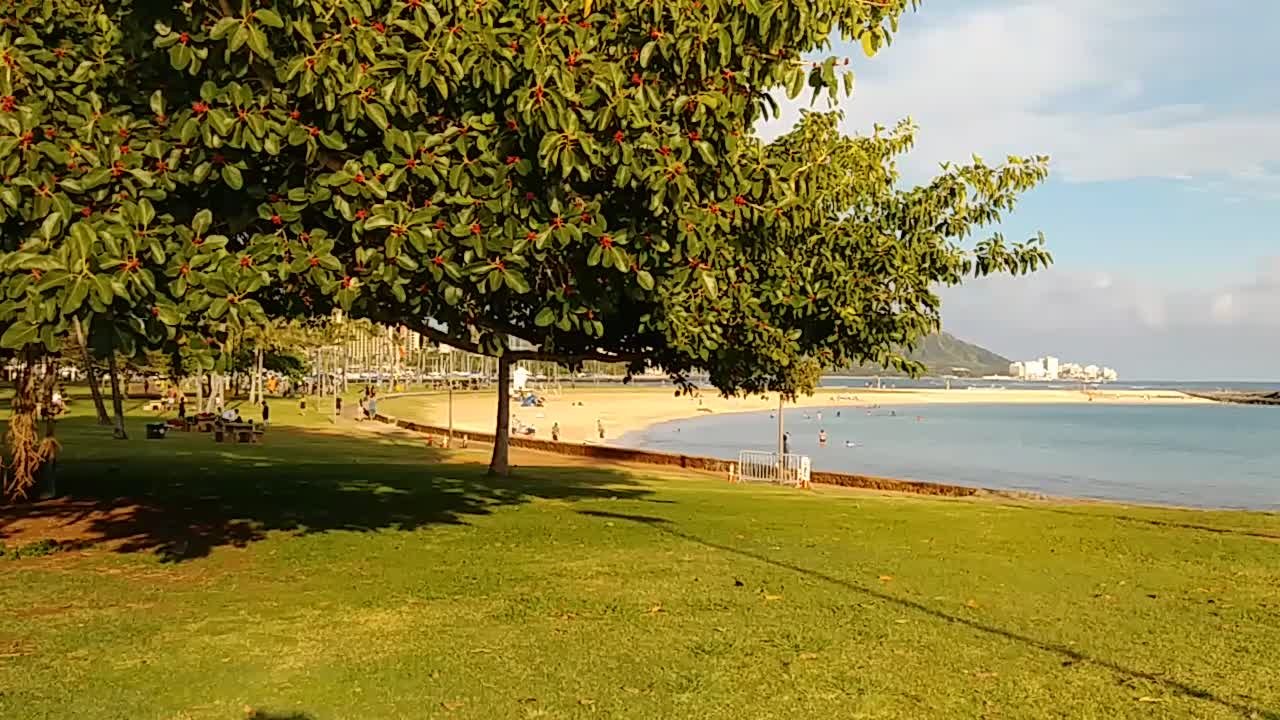 A Giant Tree at Ala Moana Beach Park, Hawaii