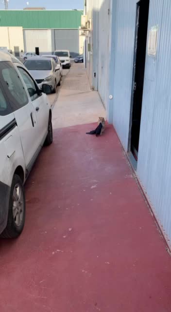 Cat decides to grab its things and move in